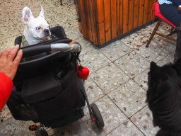 Der Dornbacher im GH Timo am 11.10.2025